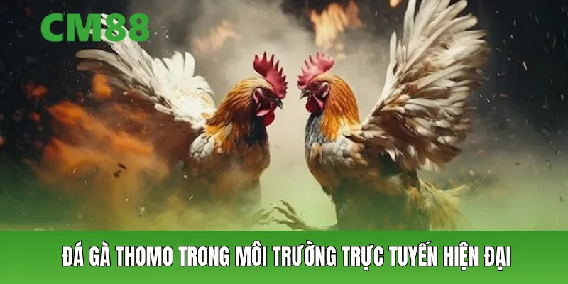 Đá gà Thomo trong môi trường trực tuyến hiện đại